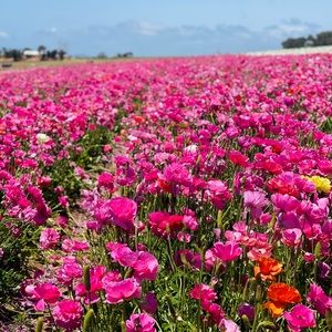 Meet your Posher, Heidi